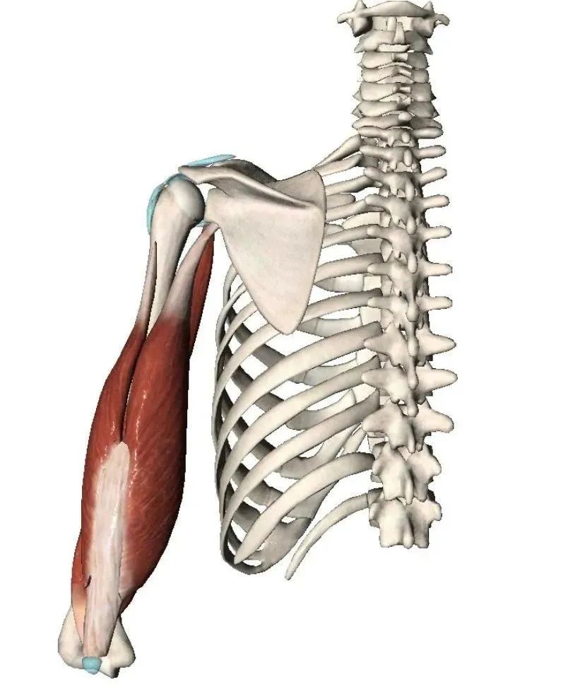 肱三头肌位置图片图片
