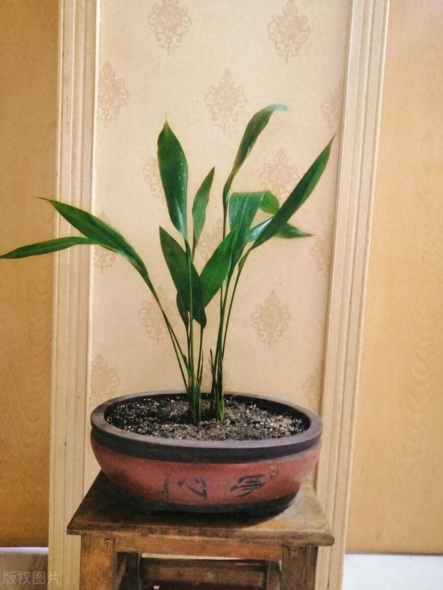 一叶兰的爆盆技巧