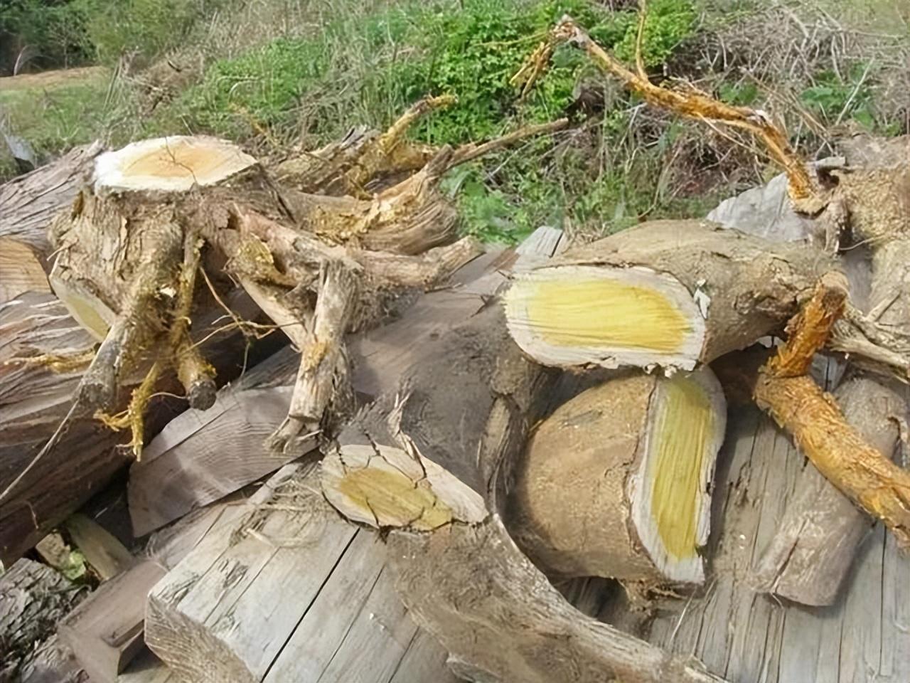 柘木又名桑柘木:十大珍贵名木之一,若家乡有保护好,别随意破坏