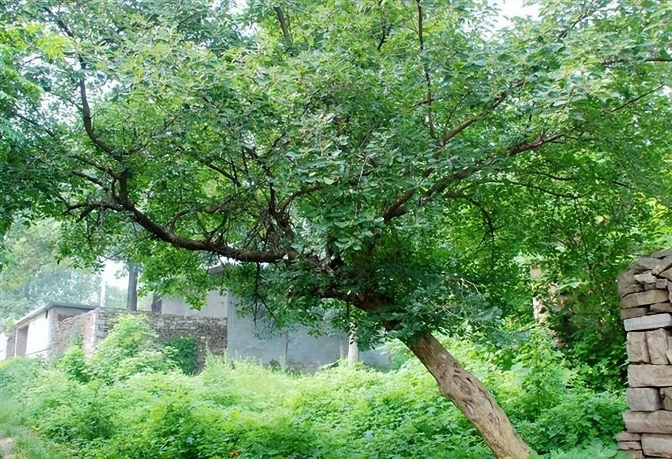 柘木又名桑柘木:十大珍贵名木之一,若家乡有保护好,别随意破坏