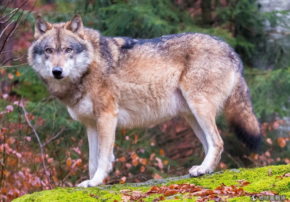 灰狼是狼中体型最大的亚种,体重可达70公斤,体长可达1.