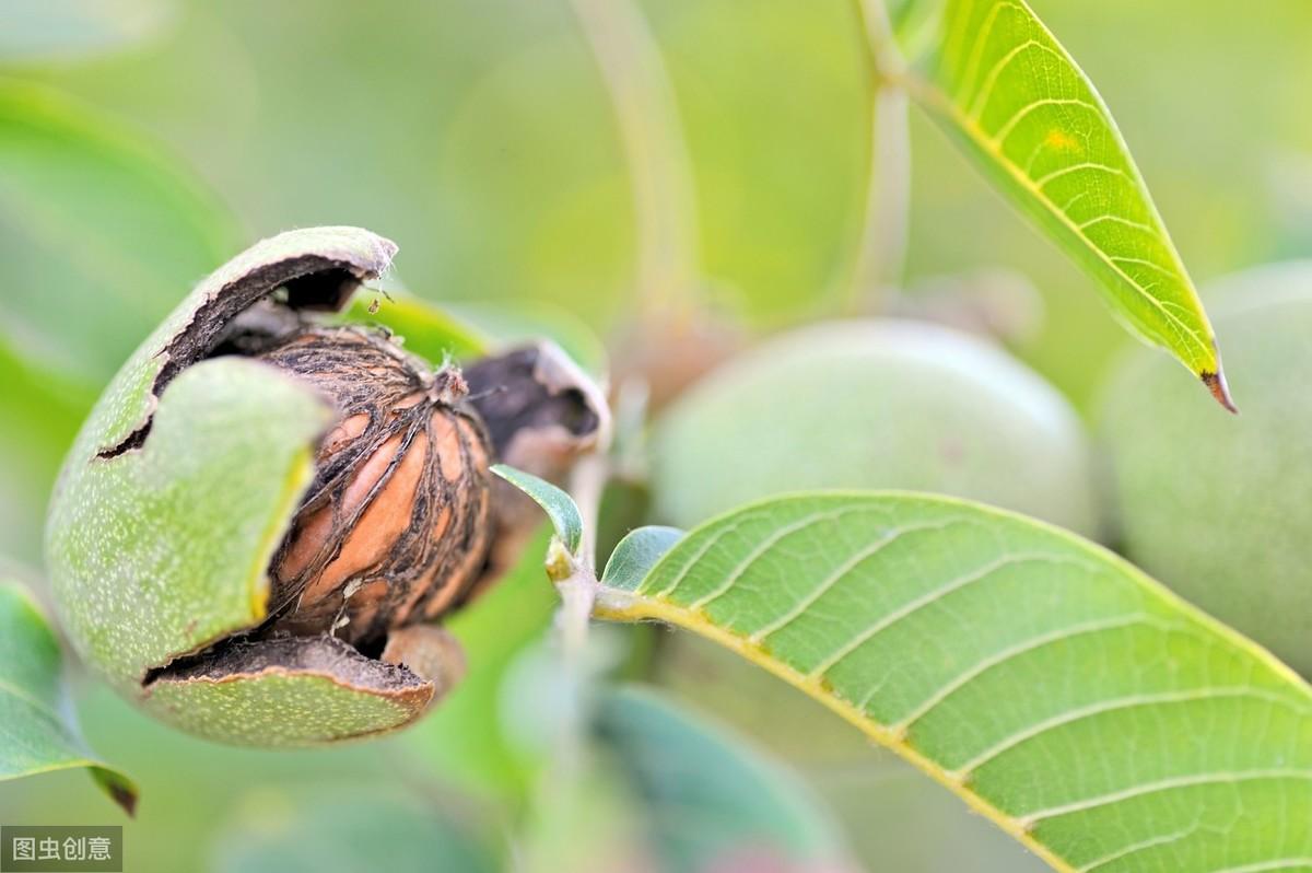 胡桃楸果材兼用林经营技术,助力农业增产增效,不妨一起看看