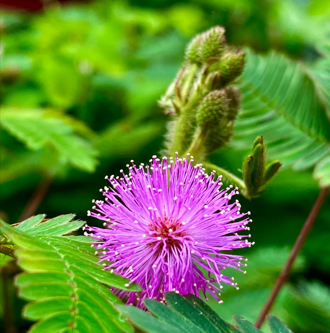 养了10年含羞草,总结了4个开花"小妙招",太实用了