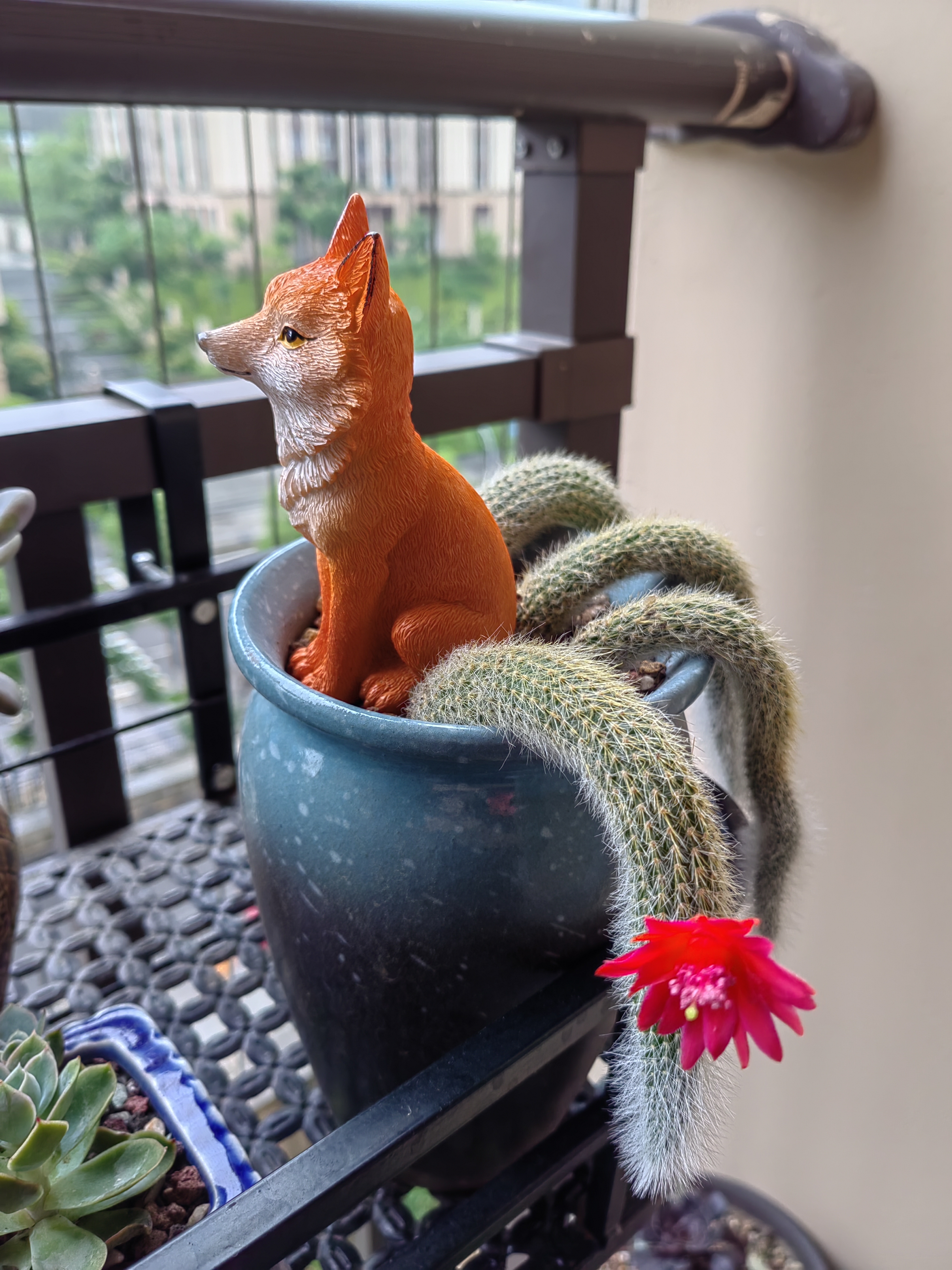 冬天种下的四小颗九尾狐多肉,长得最慢的那颗开花了