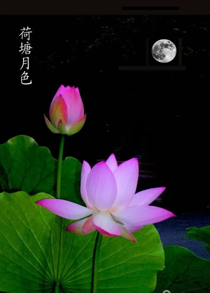 曲径幽幽传荷香,明月引路赏花人. #动态连更挑战