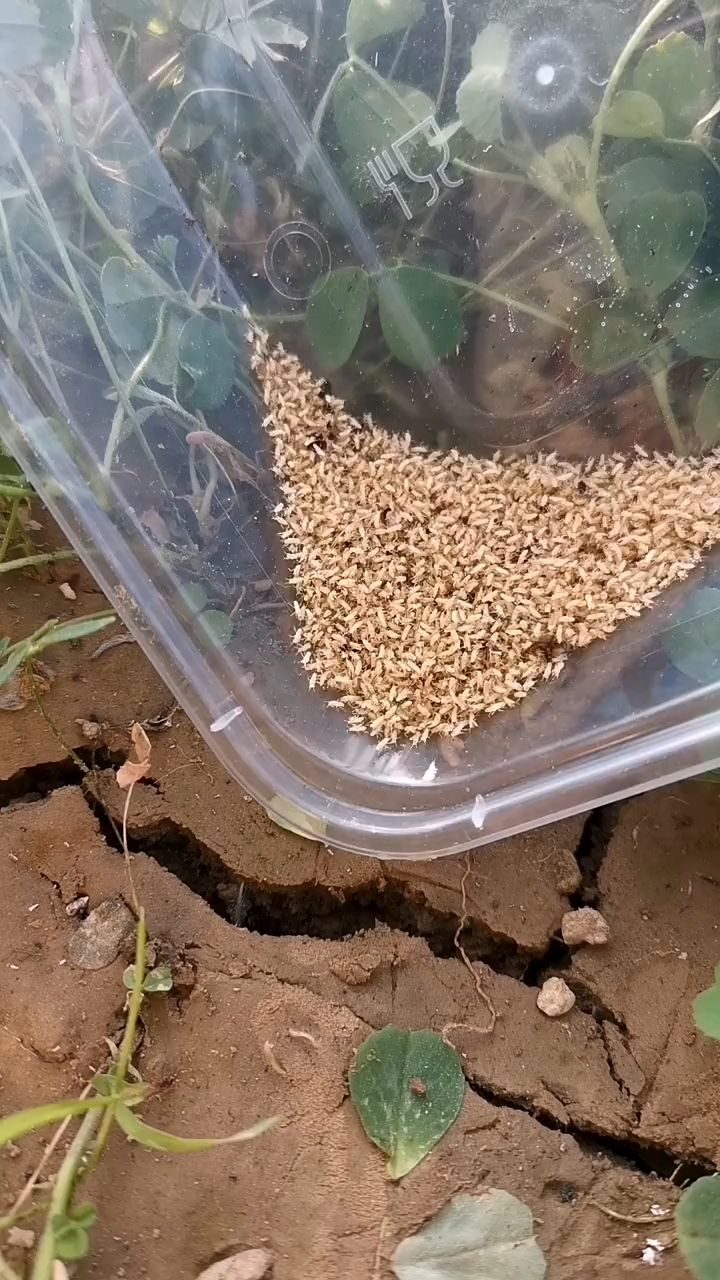 知了猴幼虫幼苗 #金蝉养殖 #知了猴 #爬叉 #金蝉 #知了