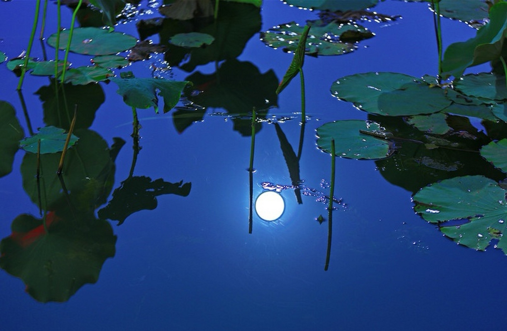 《盛夏之月照荷塘》 清风明月听蝉喧,蛙鼓虫鸣夜未阑.