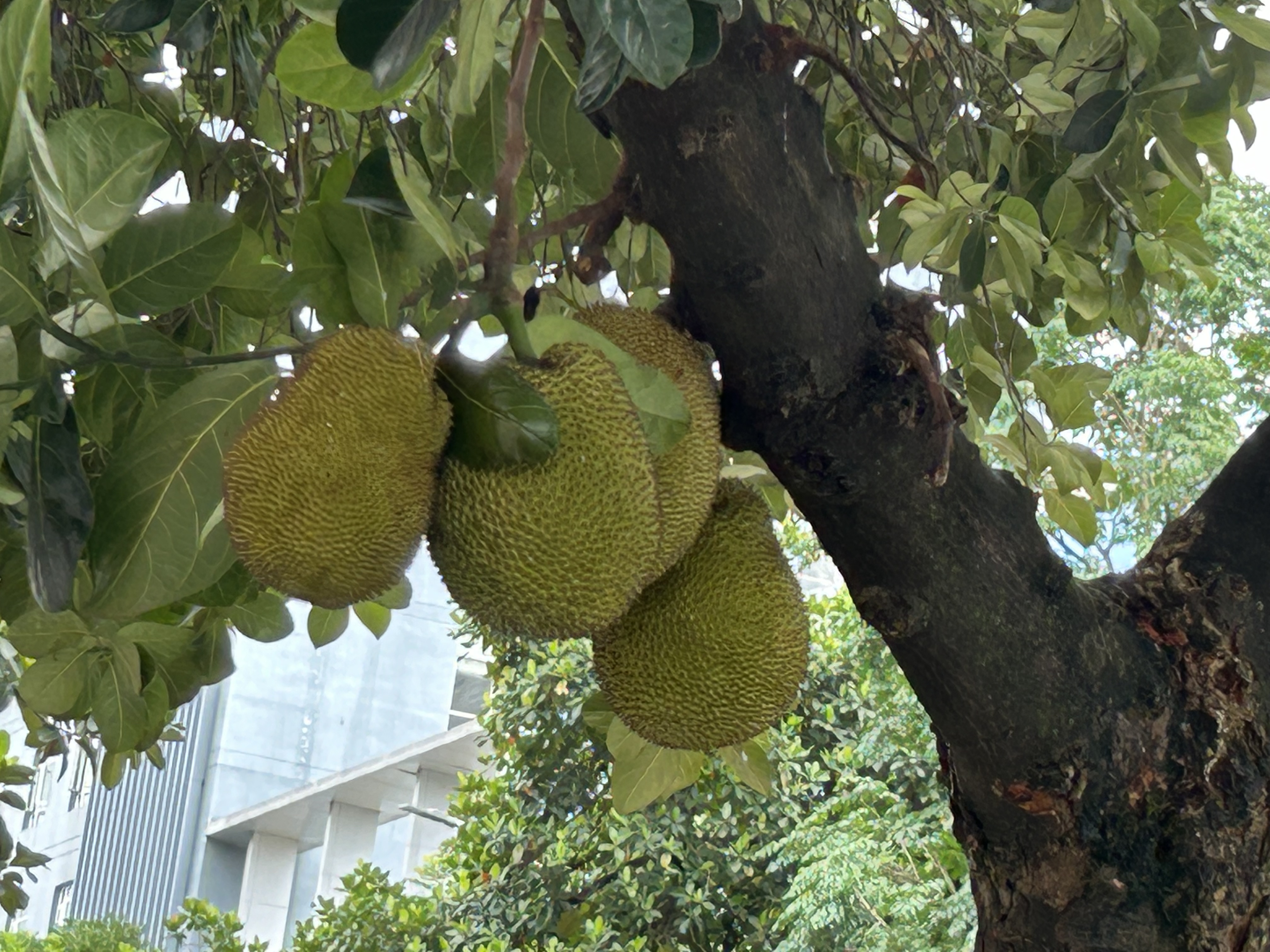 看看普洱市人行道上这些牛肚子果!好比行人头上的达摩克利斯之剑!
