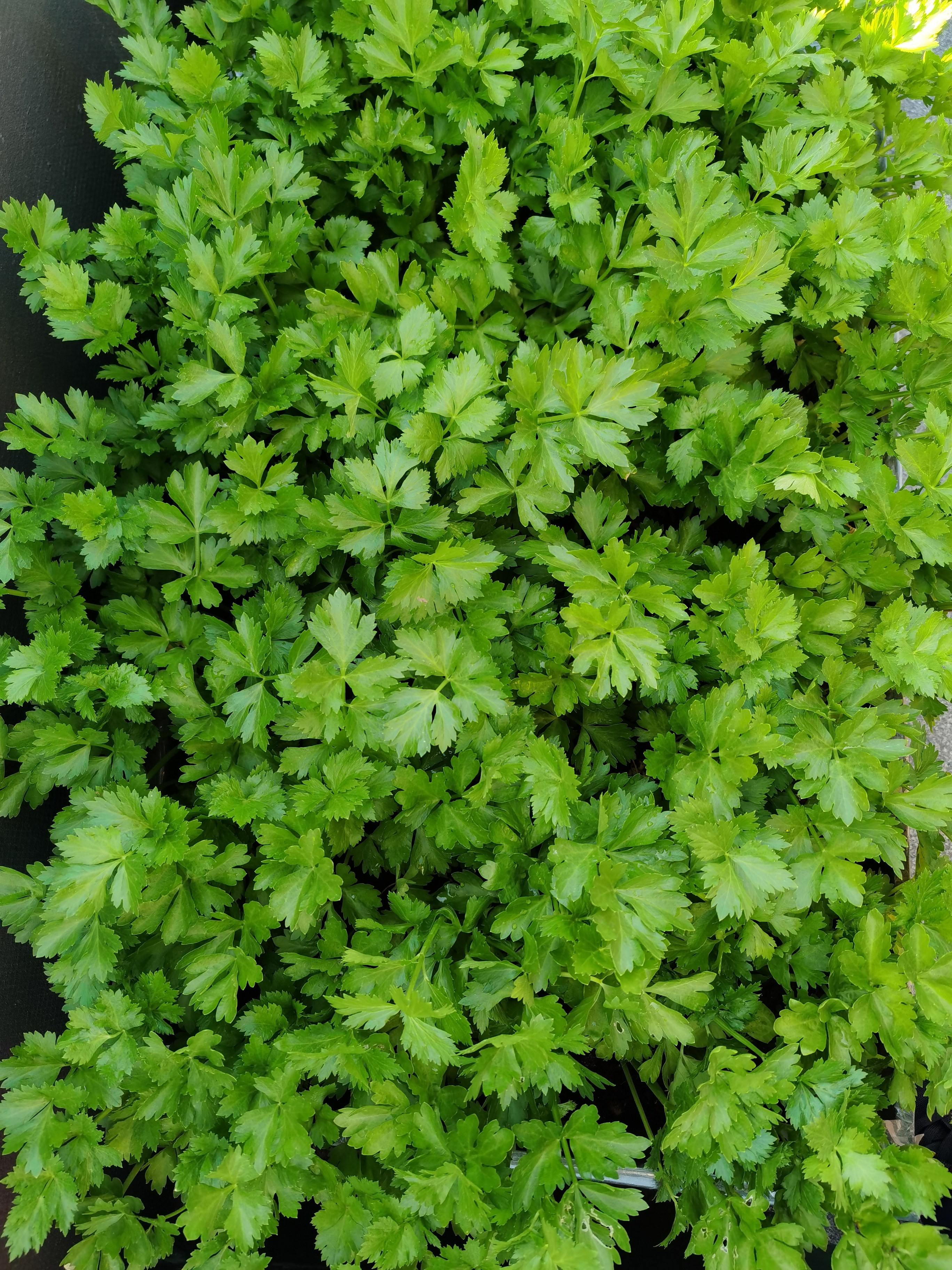 的小香葱和香菜图片香菜种植手绘芹菜和香菜地里种的芹菜菜图片大全