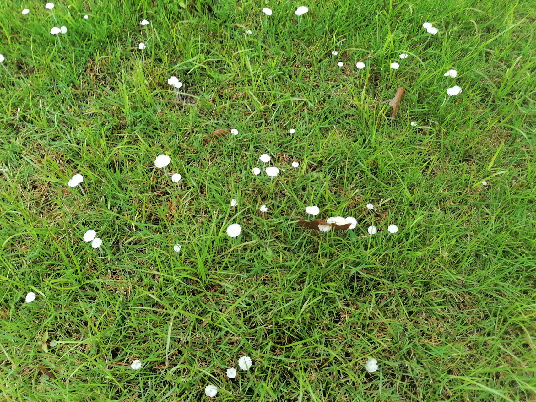 雨后草地上白色的蘑菇图片