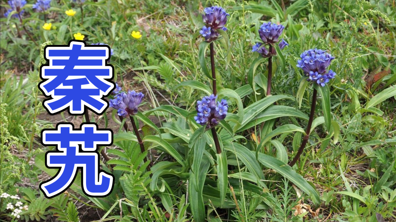 秦艽:龙胆科药用植物