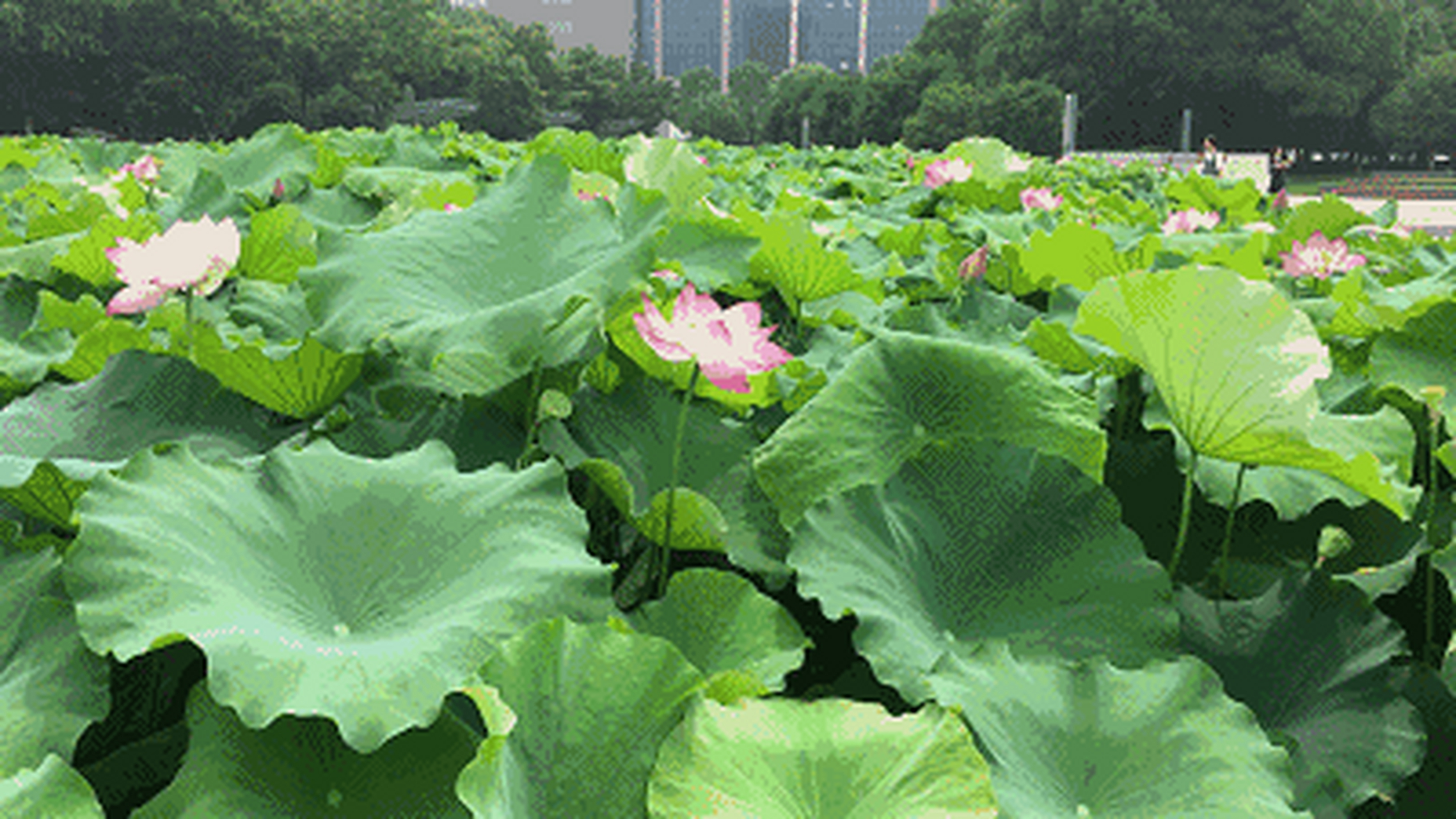 许昌护城河荷花图片图片