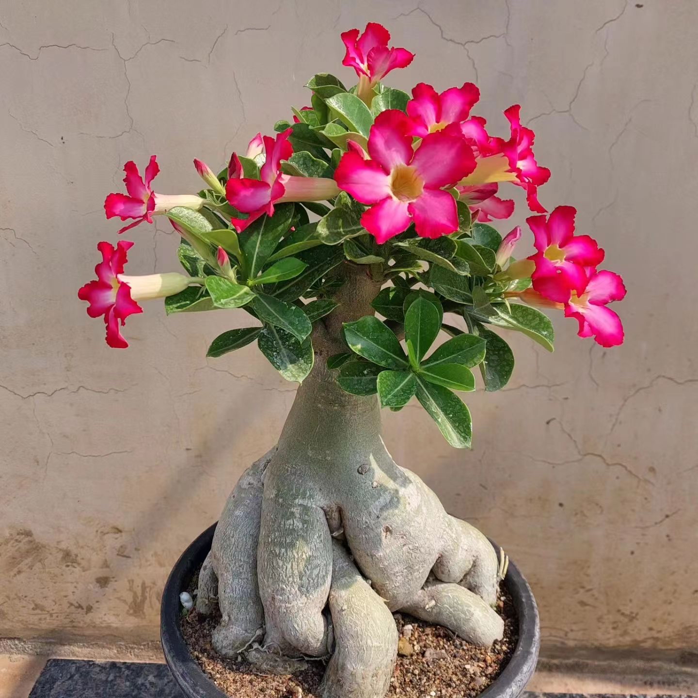 沙漠玫瑰花:坚强而美丽的花卉