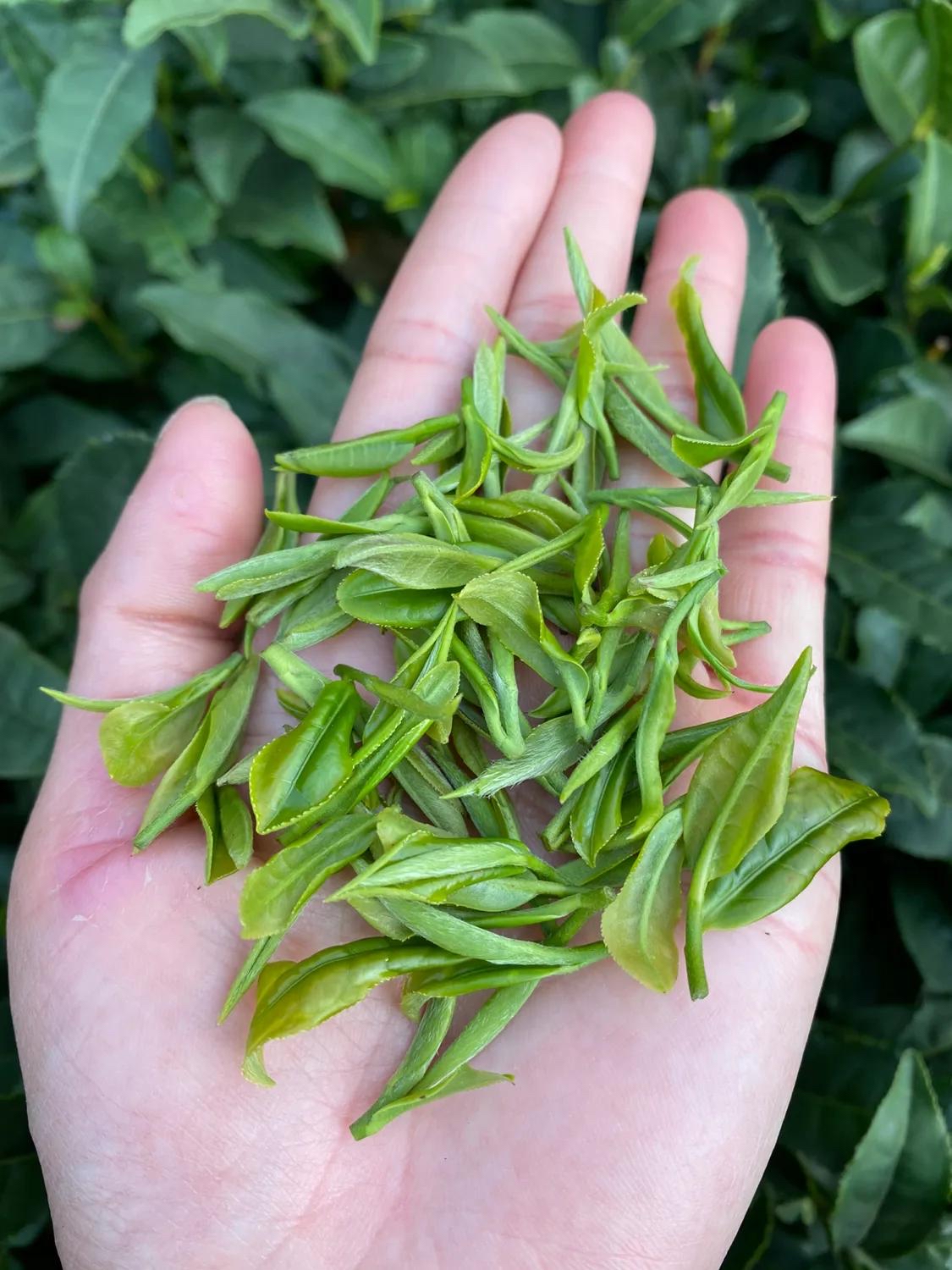 今天就来和大家聊聊这个话题,之所以说"茶叶的水很深"是因为看起来