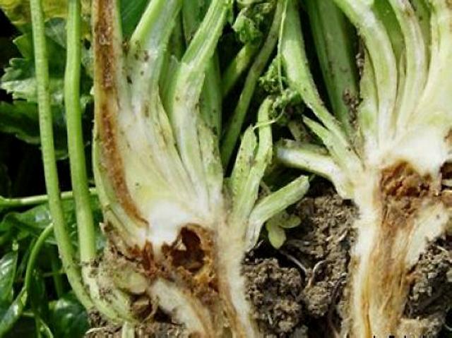 如何解决芹菜枯萎病哪种药对根腐病有好处?防重茬用药