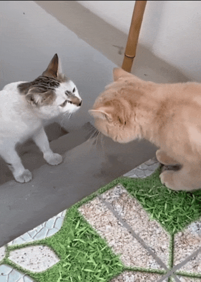 流浪猫向家猫示爱,靠近后发现对方是公的,猫咪:妈的,臭太监