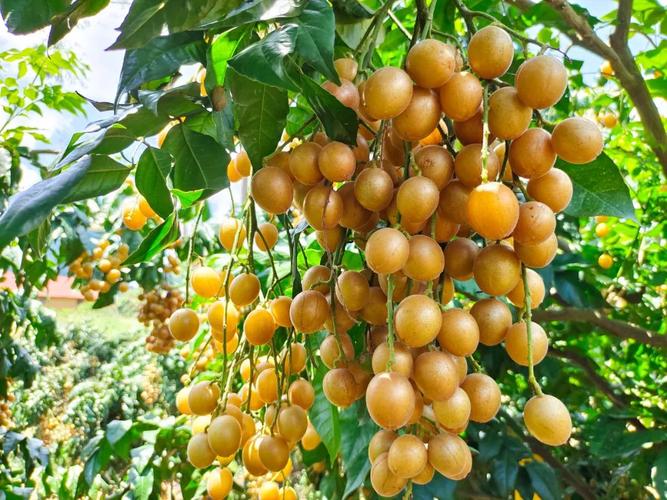 广西的黄皮果,个头圆润,果皮金黄,酸甜可口,让人一吃就停不下来.