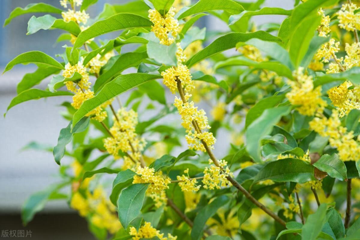 桂花的冬季养法