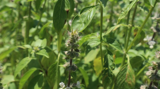 荆芥和薄荷的区别有哪些?带大家了解一下这两种植物的不同点