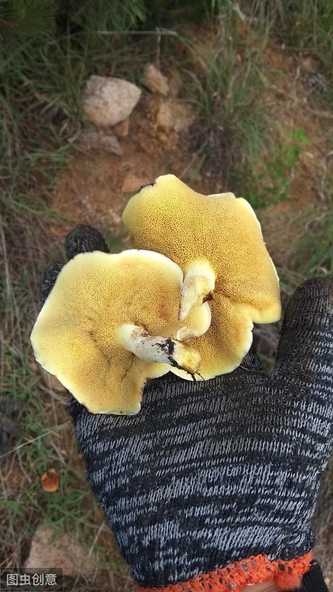 松口蘑和鸡枞菌种植技术