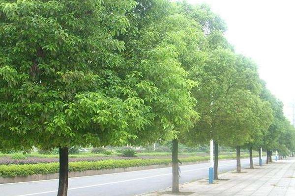 香樟树特点:香樟树常栽种在矿区和城市中