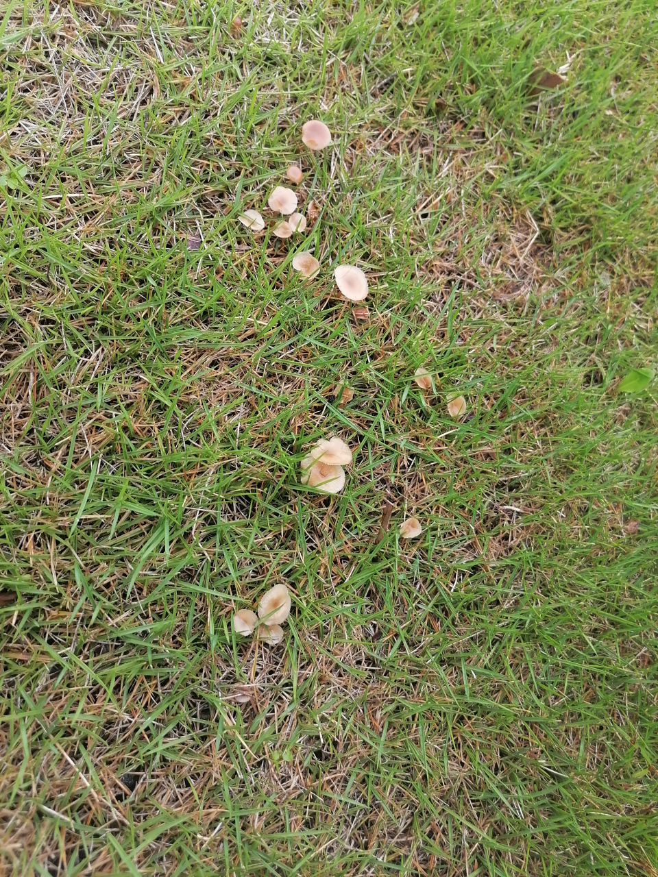 这雨一直下,一直下,草地上都长蘑菇了,白色的和黄色的两种,不知道是不