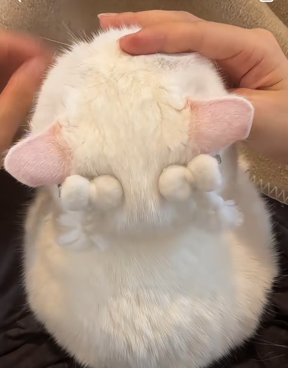 哈这闺女扎俩小辫儿回头率百分百