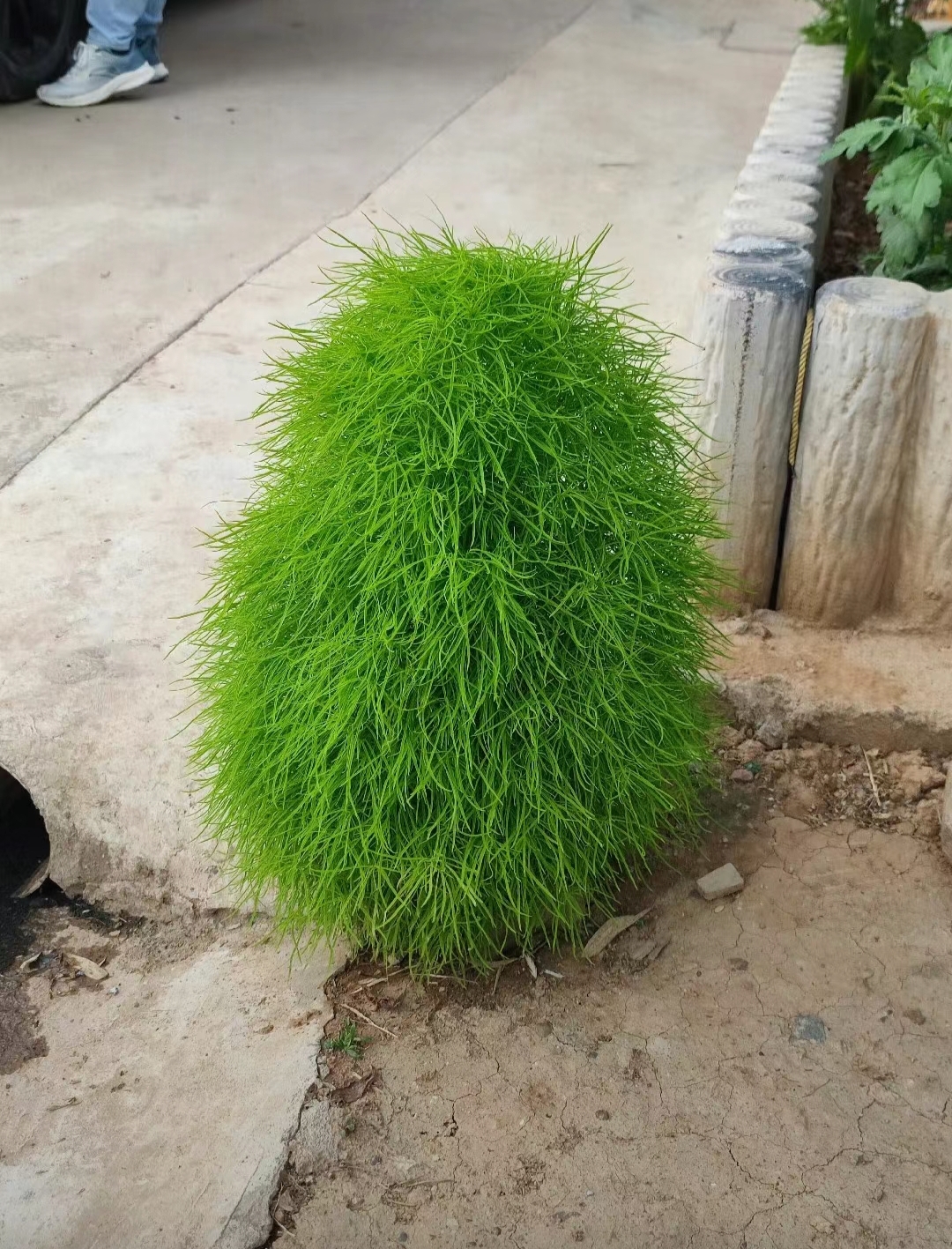 有人知道这是啥原因吗?怎么长成这样的