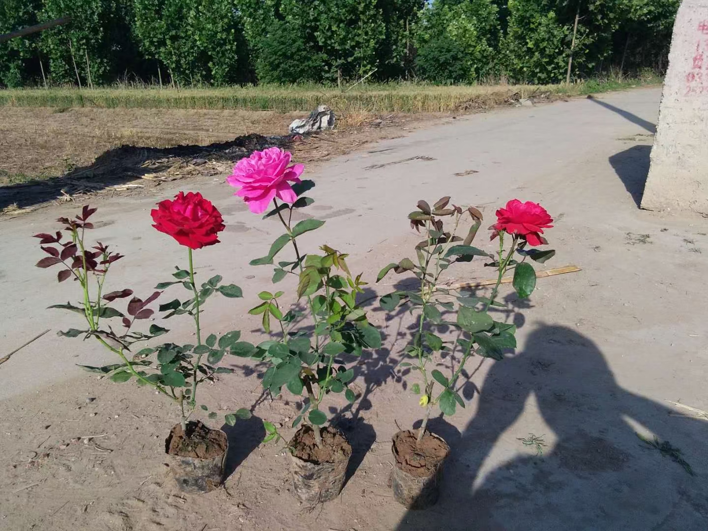 苗圃大花月季,园林绿化,月季花基地