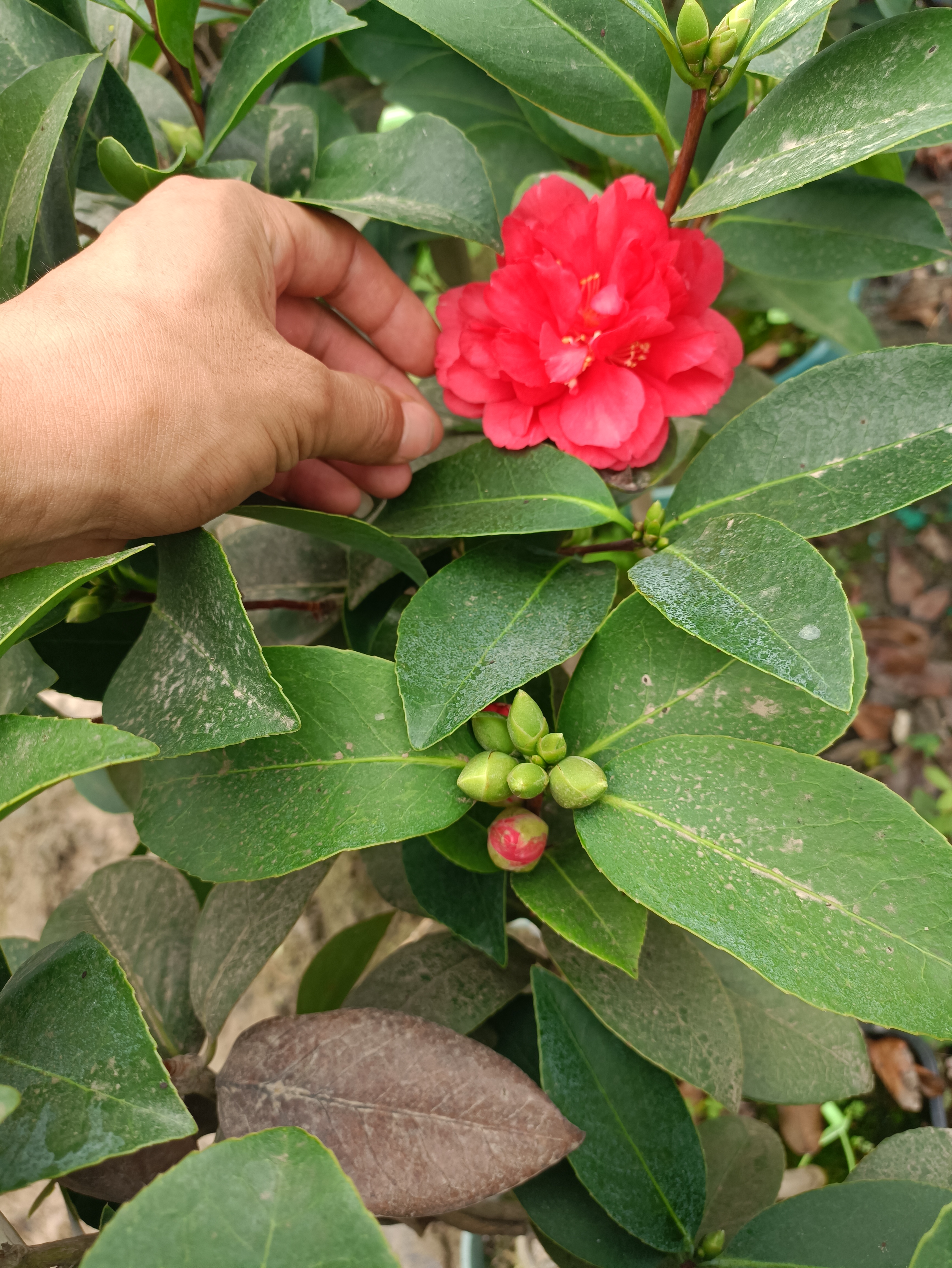 北斗七星茶花图片