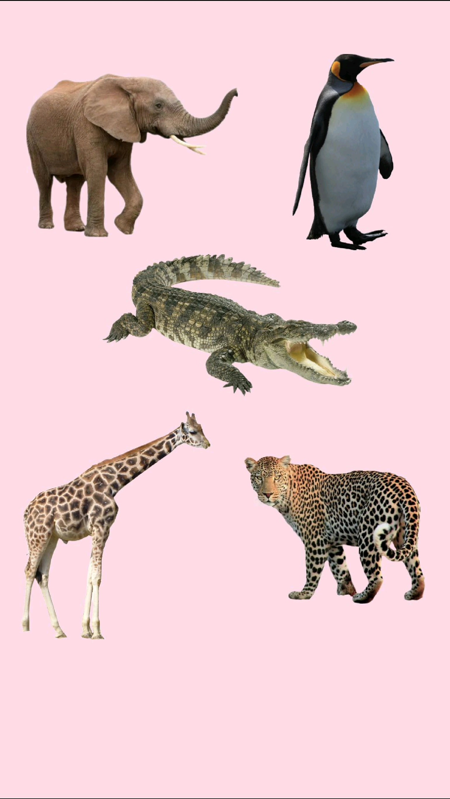 0到3岁宝宝认识动物视频