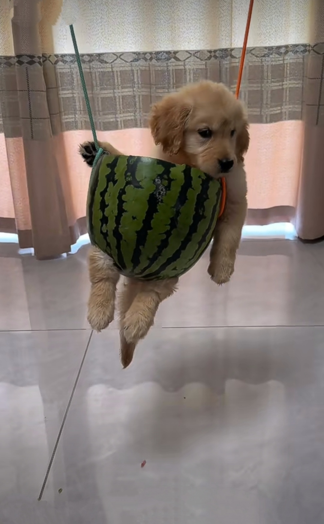 今天用吃完的西瓜皮给狗狗做了一个简易秋千