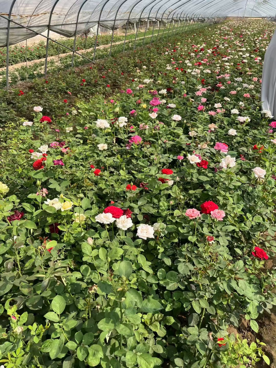 苗圃大花月季,园林绿化,月季花基地