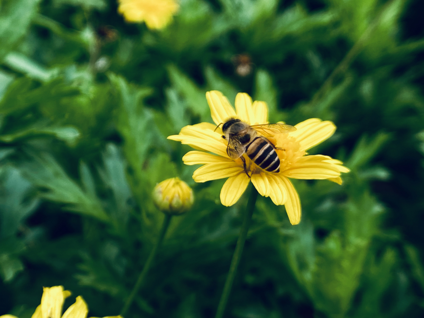 黄金菊(图文原创) 花朵繁而不密,花色金黄明亮.