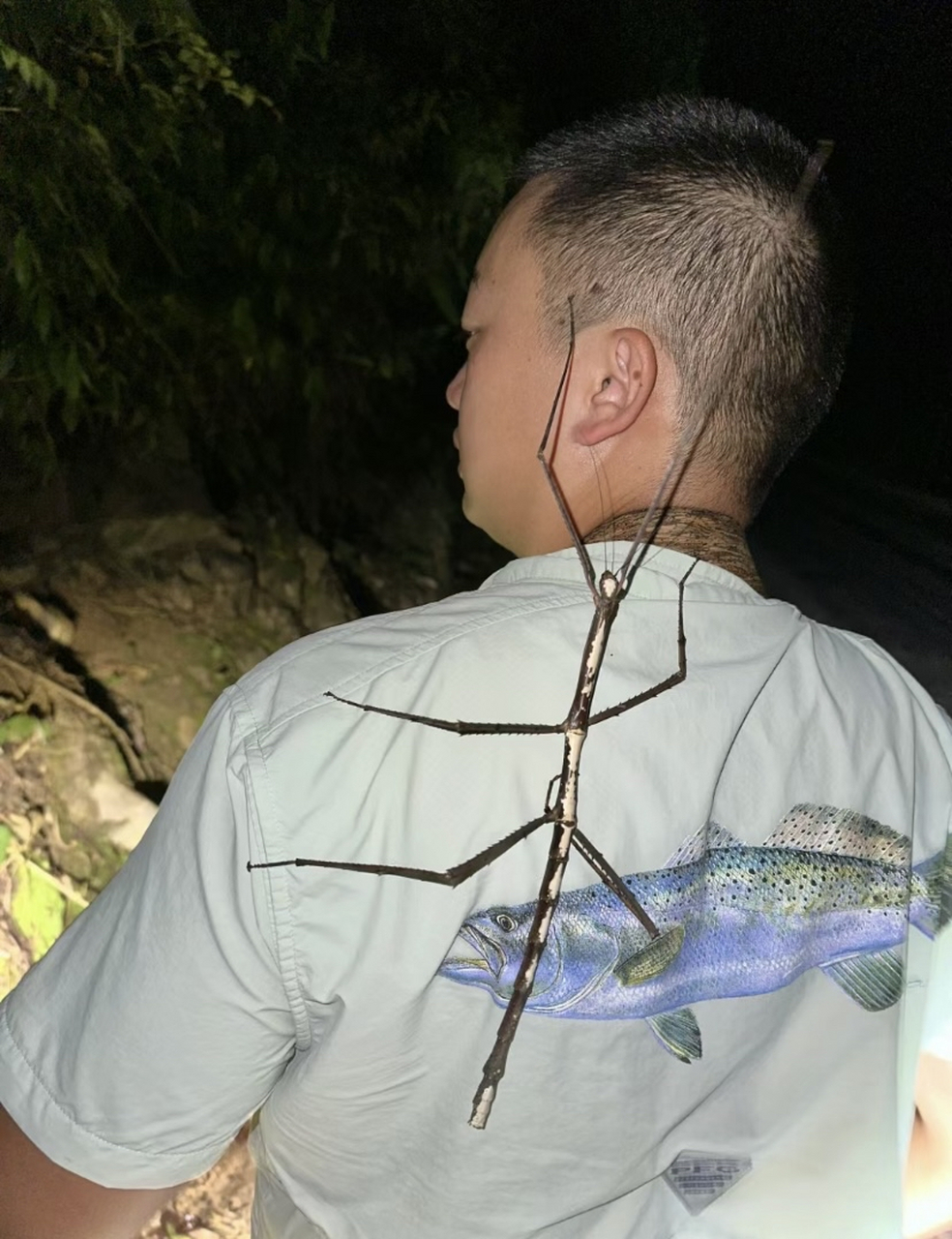 好大竹节虫,你见过吗?
