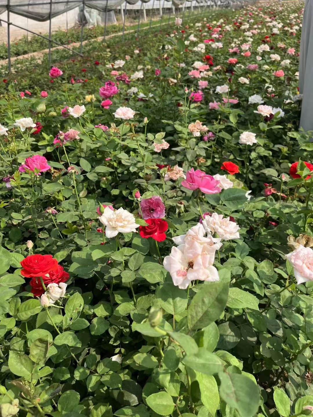 苗圃大花月季,园林绿化,月季花基地