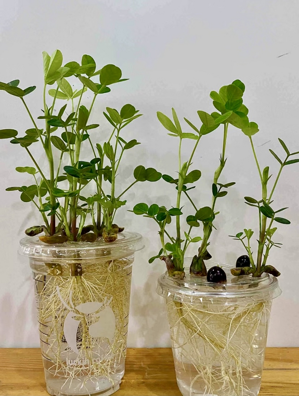 种子盆栽:花生不仅好吃,还很好看哦,水培花生,有好事发生.