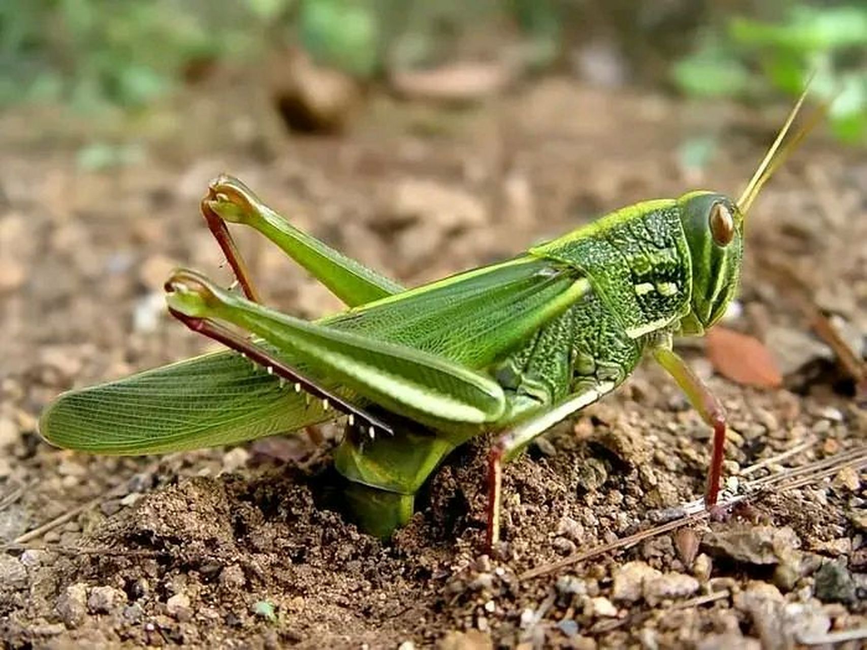 收秋之后有一种特别大的蚂蚱,飞起来跟小家雀似的,浑身黑绿,头上背上