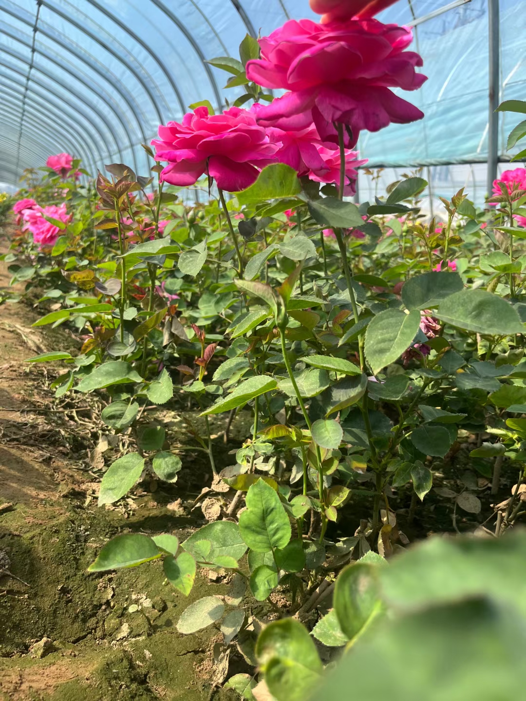 苗圃大花月季,园林绿化,月季花基地