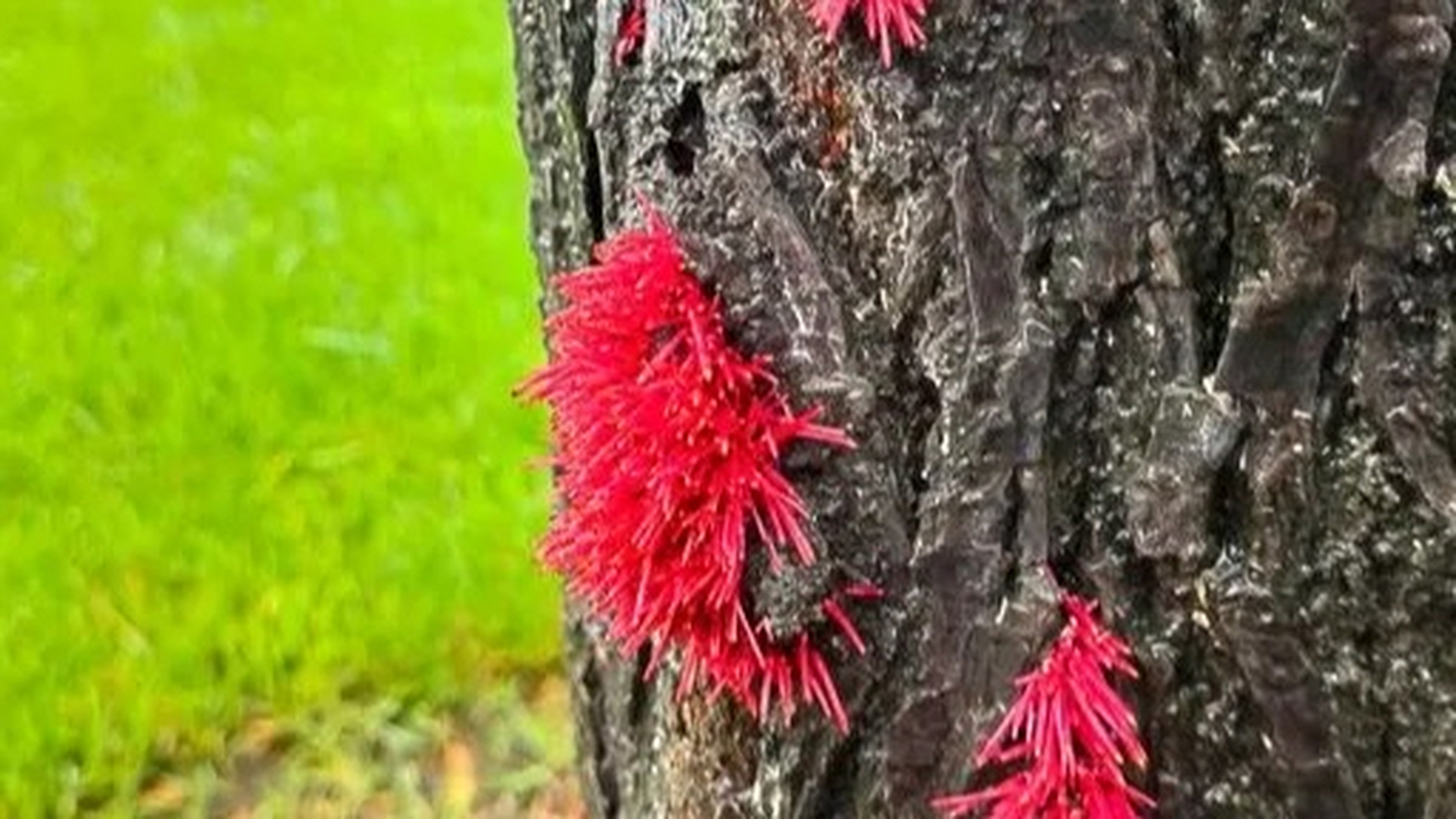 南方连续潮湿多雨的天气,让柳树长出了红色的气生根  不仅是柳树的