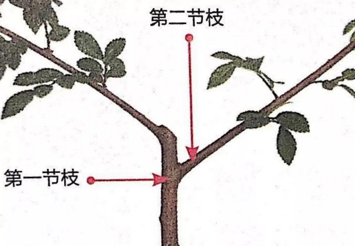 二年桃树y字形两主枝粗细悬殊,咋修剪平衡?