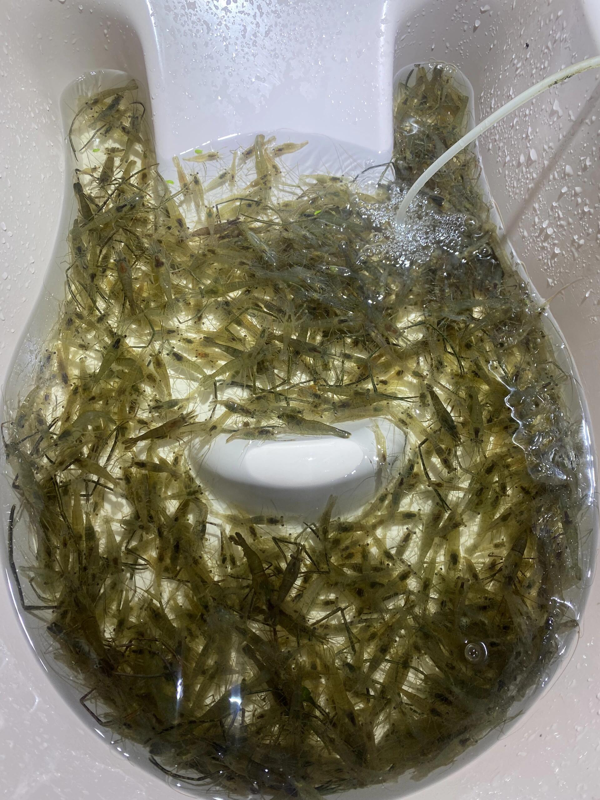 去闺蜜家玩,看到她院里的盆子,还有这个大玻璃瓶里都是小河虾,看着