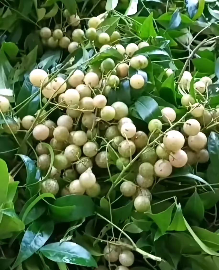 这种果子是生长在两广的地方,有别的省份朋友们认识这种果子叫做什么
