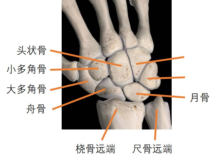 腕舟骨是哪个位置图片图片