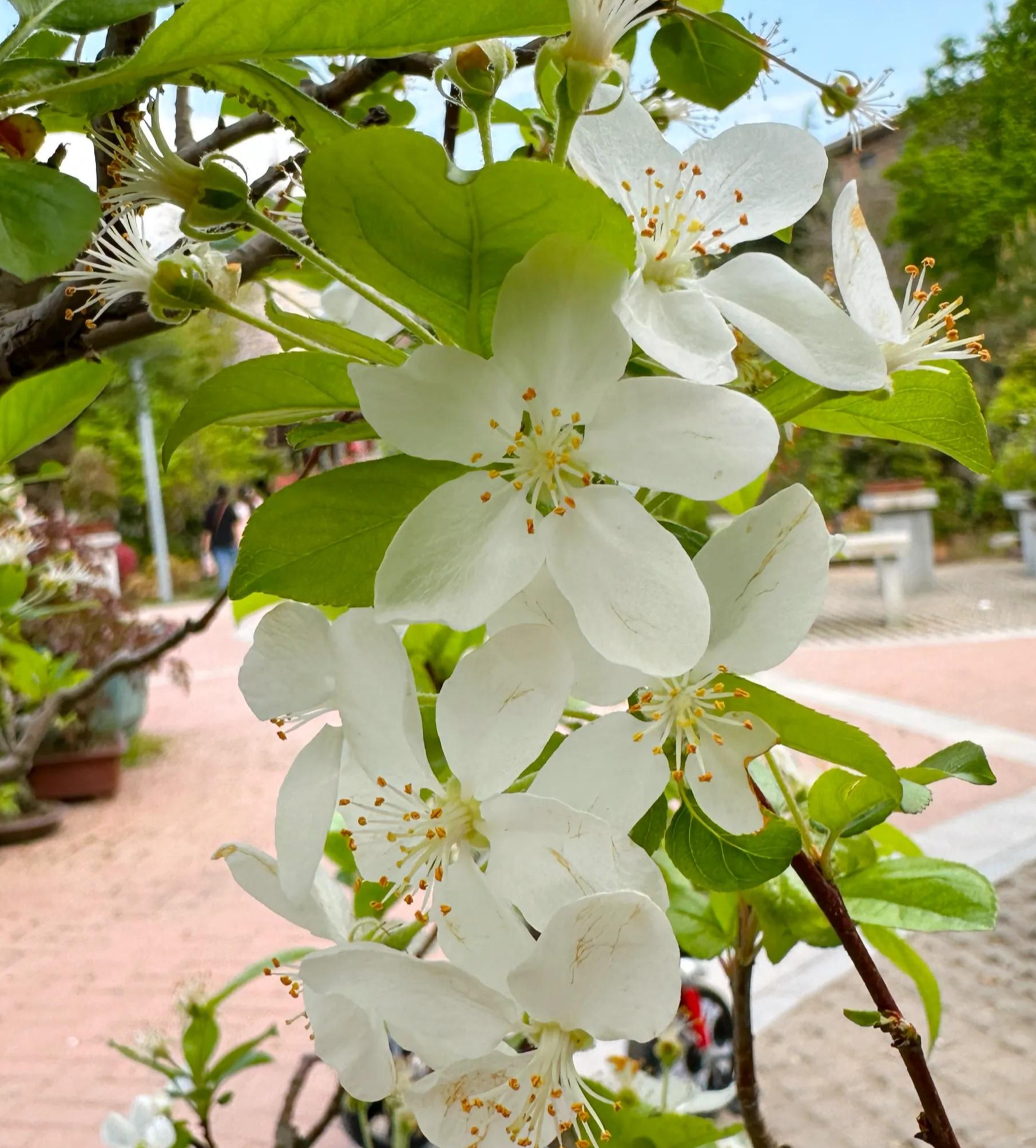 路边粉白色花的树图片