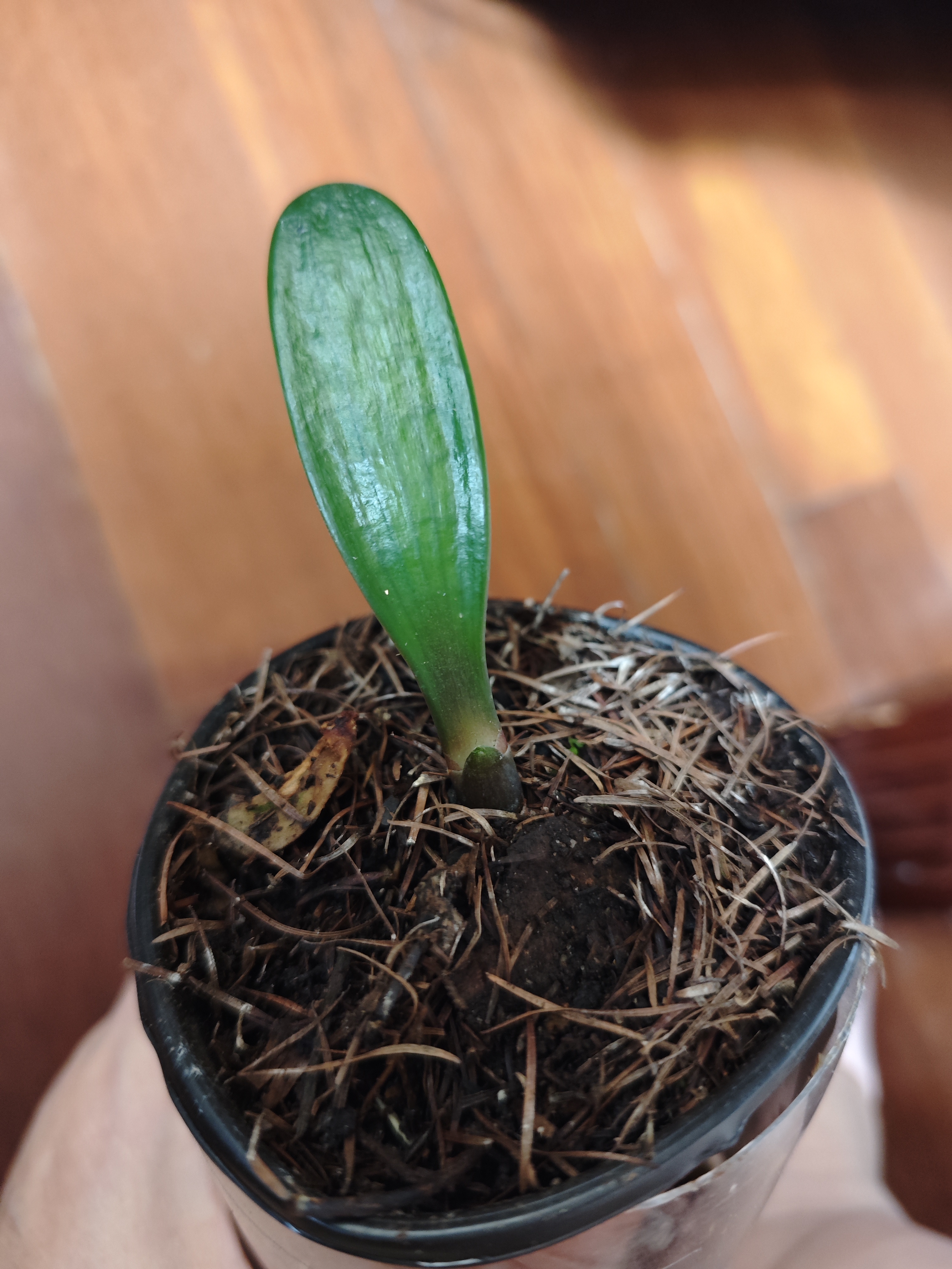 这棵君子兰幼苗养几年才能开花呢?