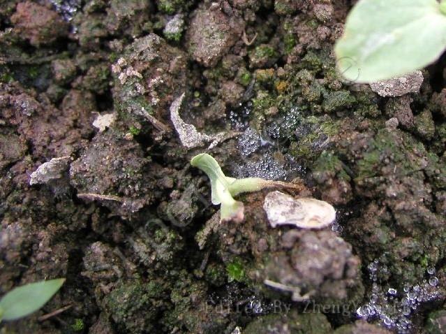 黄瓜猝倒病防治难?专家:做好这些提高幼苗成活率35%