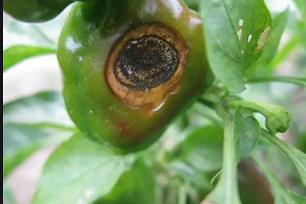 辣椒炭疽病症状与防治措施,附传播途径