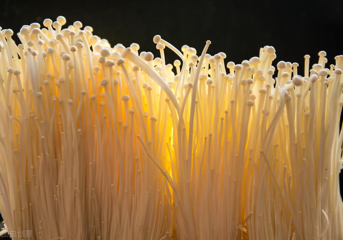 金针菇的生长发育条件,只要了解这些关知识,才能保质保量
