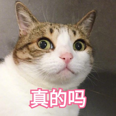 猫咪strong表情包图片